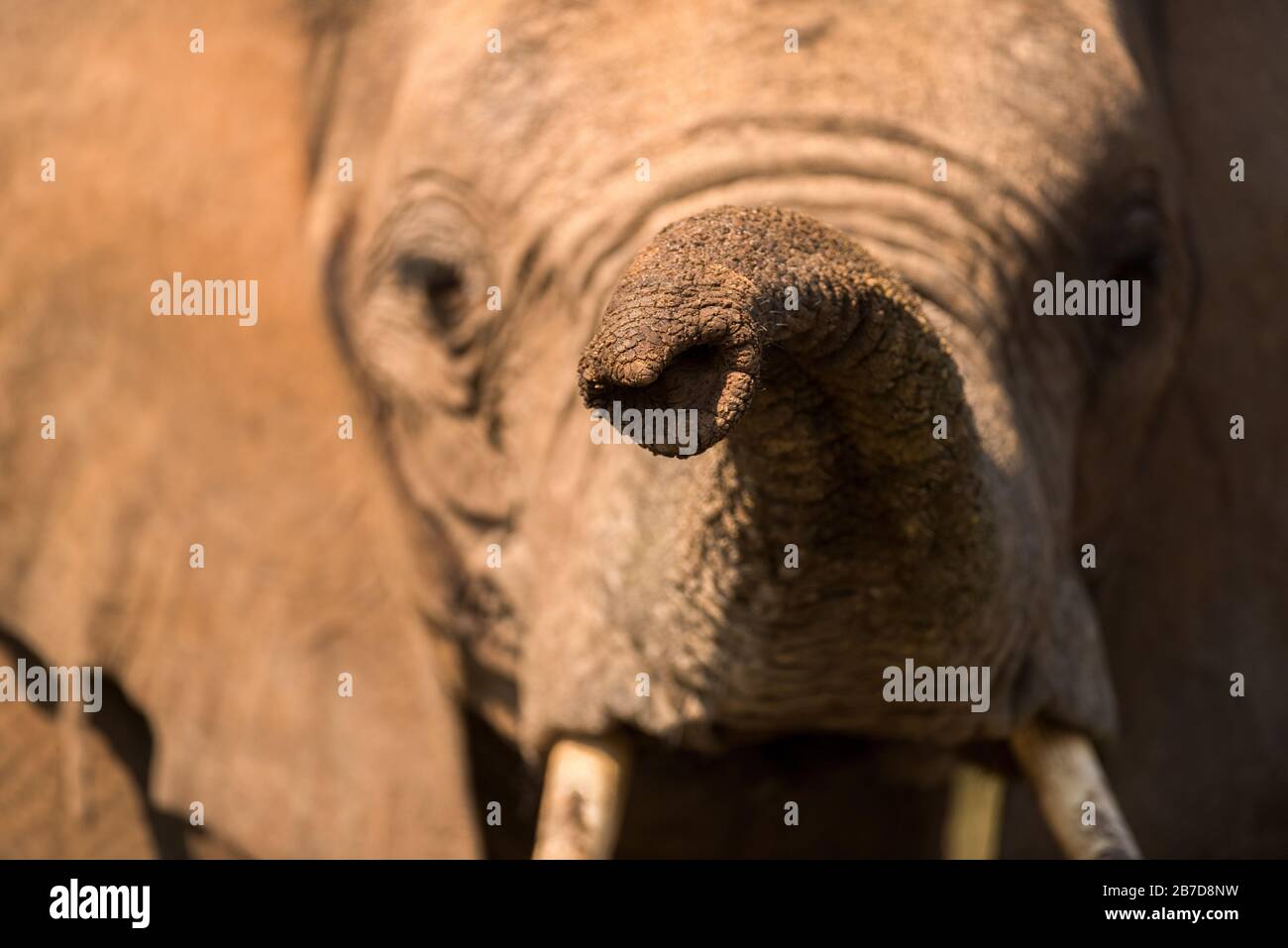 Un beau gros plan d'un tronc et d'un visage d'éléphants, en regardant directement la caméra, pris au lever du soleil dans la réserve de jeux de Madikwe, Afrique du Sud. Banque D'Images