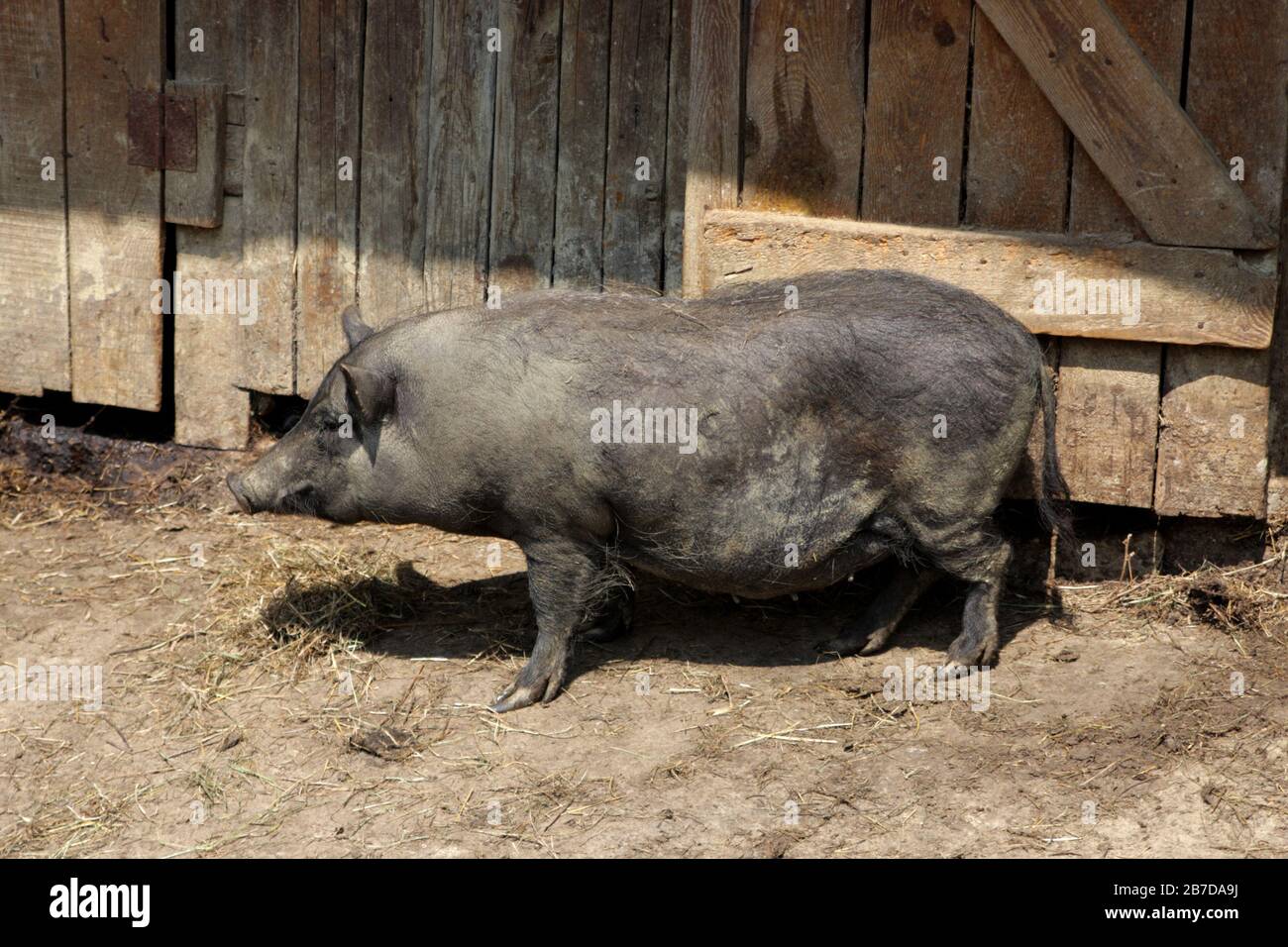 Porc laolique hongrois, sur une ferme, Hortobagy, Hongrie Banque D'Images