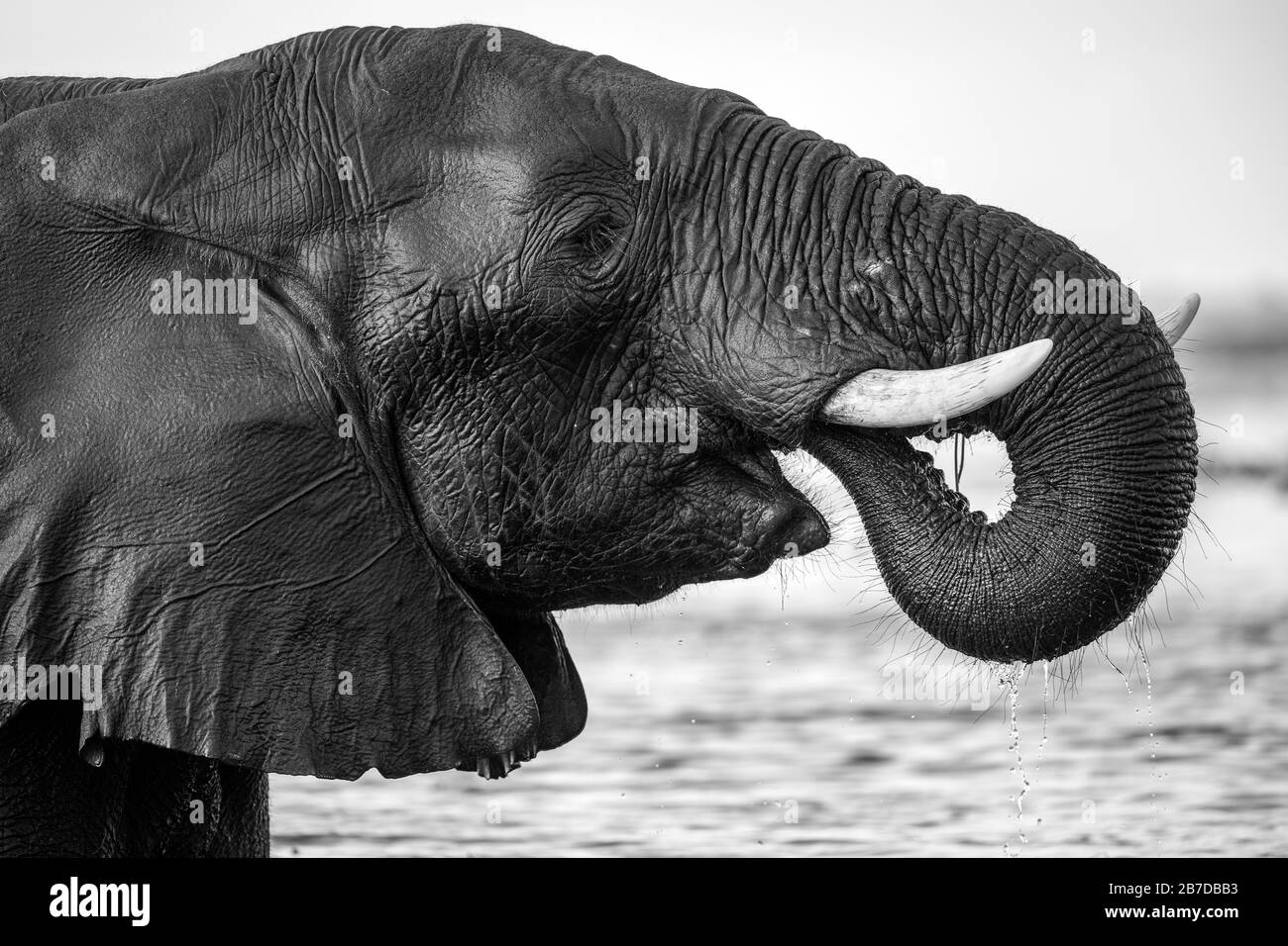 Portrait en gros plan noir et blanc d'une eau potable d'éléphant, tout en se tenant dans la rivière Chobe, au Botswana. Banque D'Images
