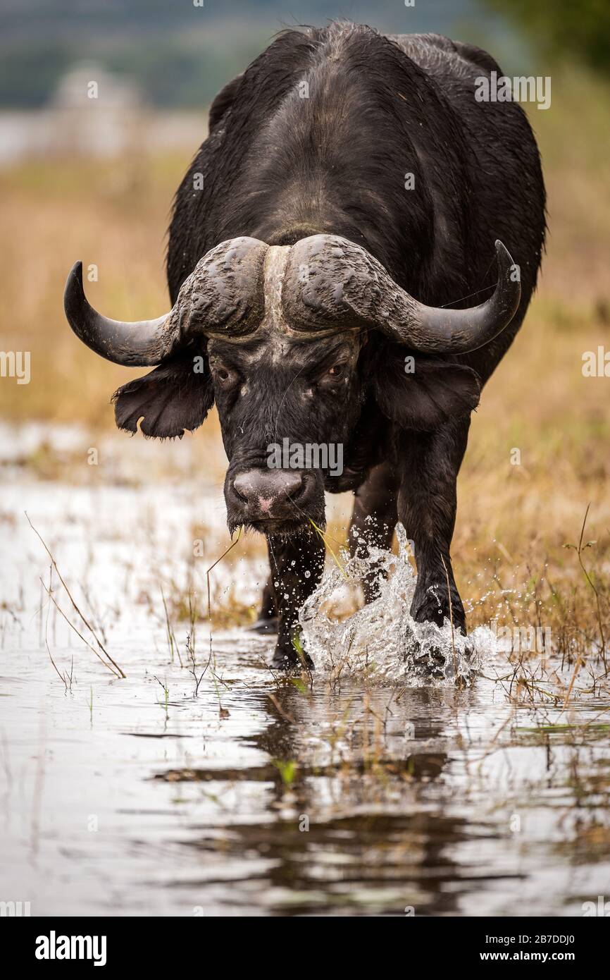 Portrait vertical rapproché d'une promenade de buffle du cap, manger et plonger dans la rivière Chobe, au Botswana. Banque D'Images