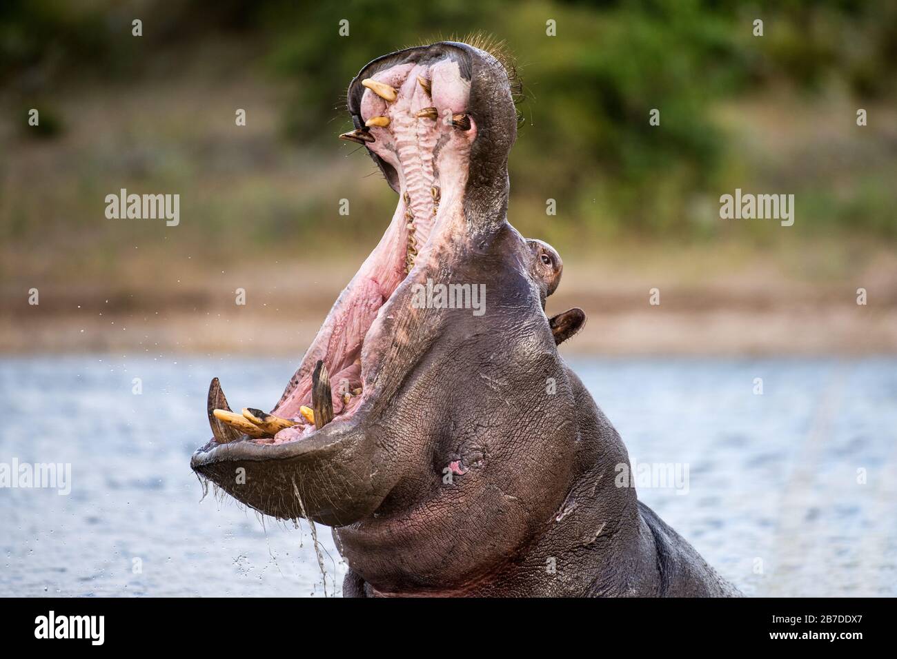 Portrait d'action d'un hippopotame avec sa bouche large ouverte, au-dessus de la surface de l'eau et barrant toutes ses dents, pris sur la rivière Chobe au Botswana. Banque D'Images