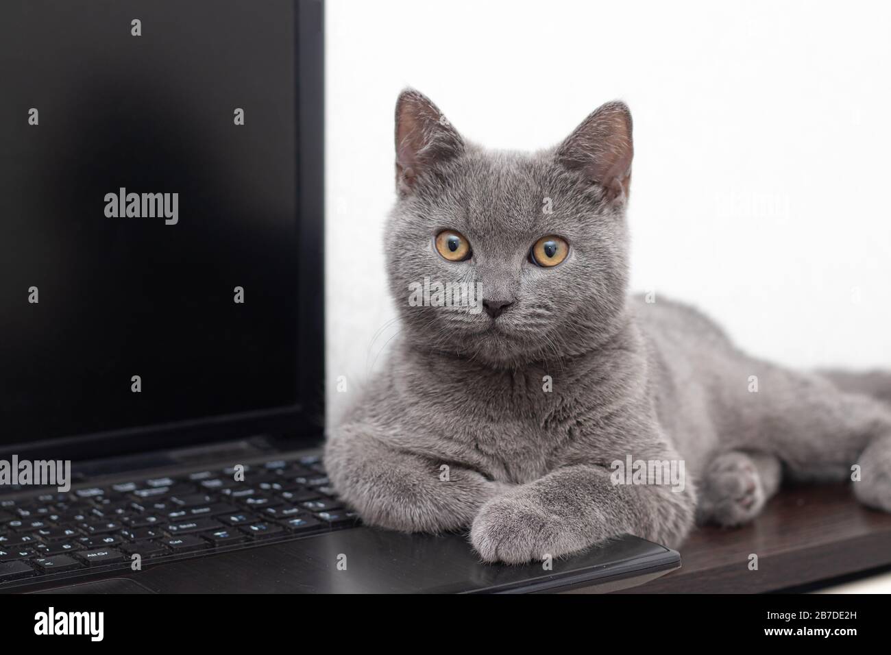 Le Chat Est Allonge Sur L Ordinateur Portable Un Animal De Compagnie Travail Sur Un Ordinateur Race Britannique Concept De Tournage De Studio Pour Des Articles Et Des Annonces Sur Le Loisir Le Chat Est Allonge Sur L Ordinateur Portable Un Animal De Compagnie Travail Sur Un Ordinateur Race Britannique Concept De Tournage De Studio Pour Des Articles Et Des Annonces Sur Le Loisir