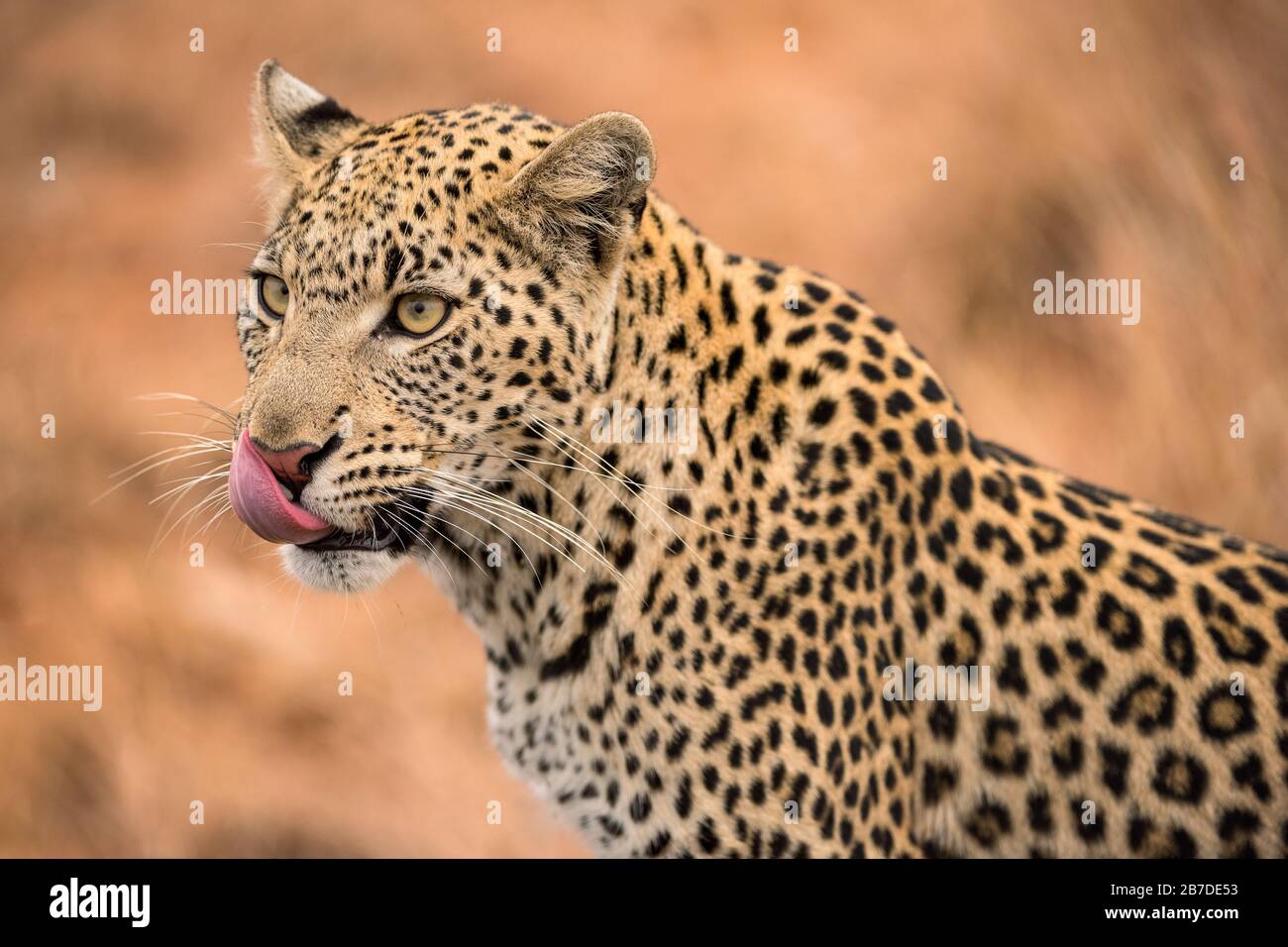 Un beau portrait étroit d'une femelle léopard, avec sa langue rose léchant son visage, pris dans la réserve de jeux de Madikwe, Afrique du Sud. Banque D'Images