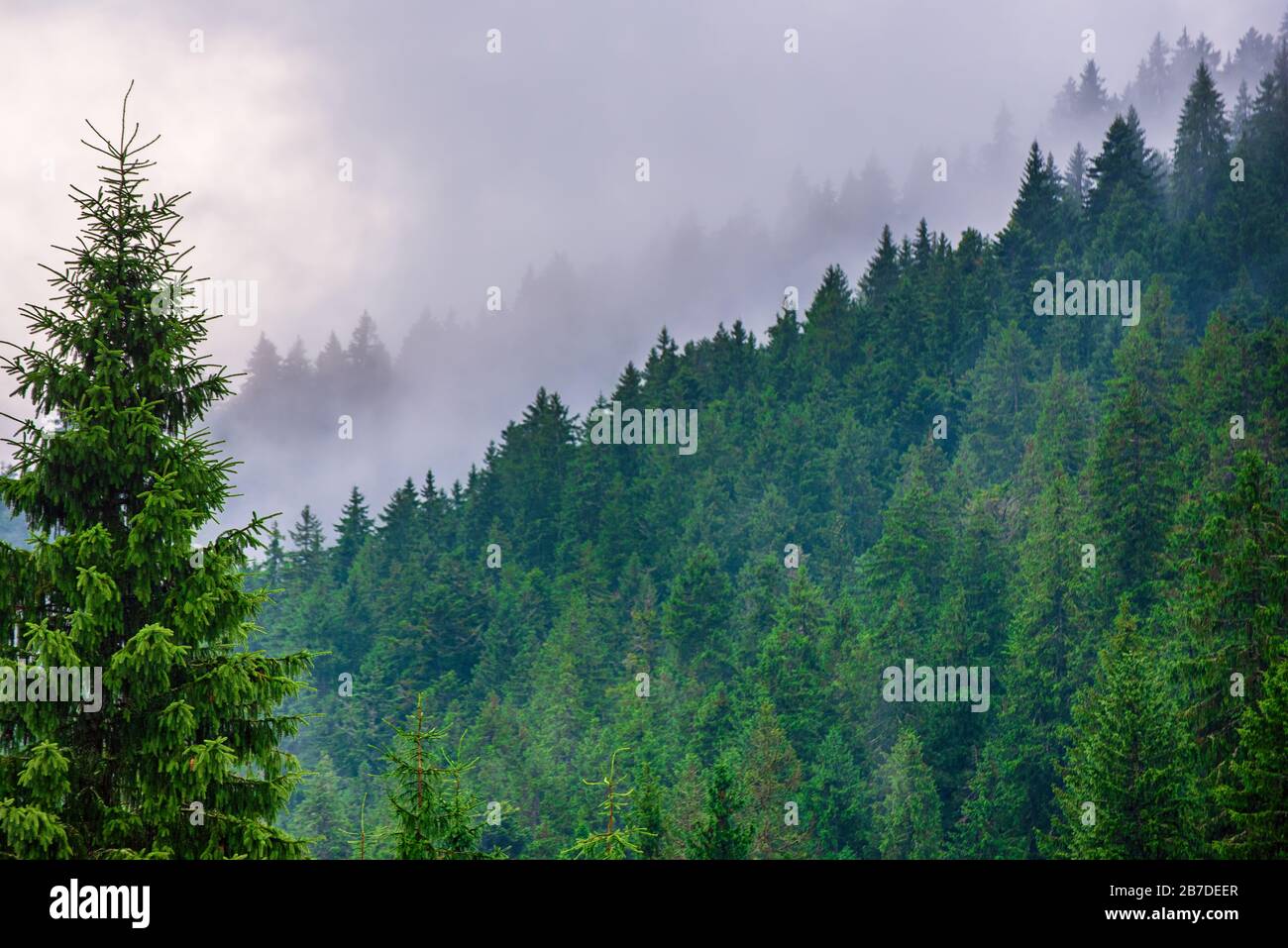 Misty Foggy Mountain paysage avec des forêts de sapin et copyspace dans vintage retro style hippie Banque D'Images