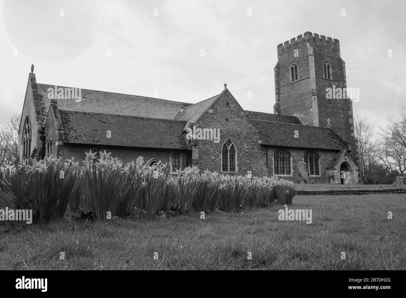 Mono chrome de jonquilles devant l'église de St.Faith à Gaywood, Kings Lynn, Norfolk, Royaume-Uni. Pris le 7 mars 2020. Banque D'Images
