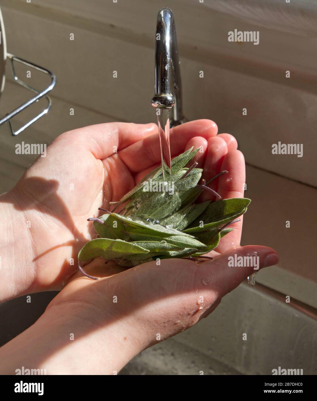 Gros plan sur une poignée de feuilles de sauge aromatiques fraîchement cueillies dans un jardin d'herbes Banque D'Images