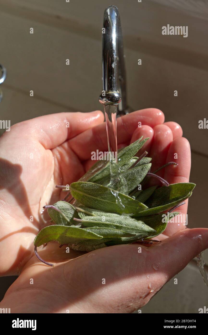 Gros plan sur une poignée de feuilles de sauge aromatiques fraîchement cueillies dans un jardin d'herbes Banque D'Images