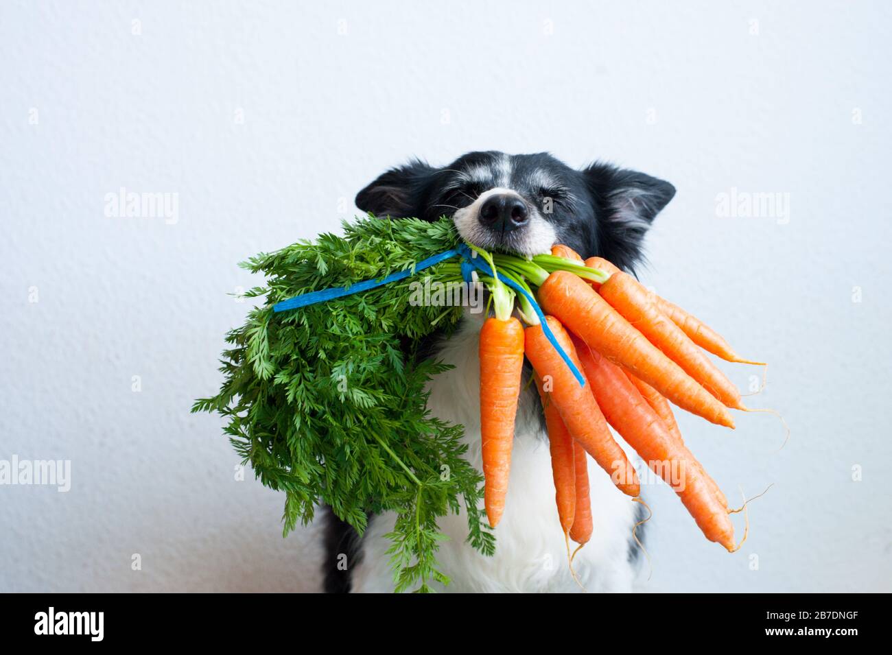 Chien avec bouquet de carottes dans la bouche. Portrait de collie bordure noire et blanche mignonne. Banque D'Images
