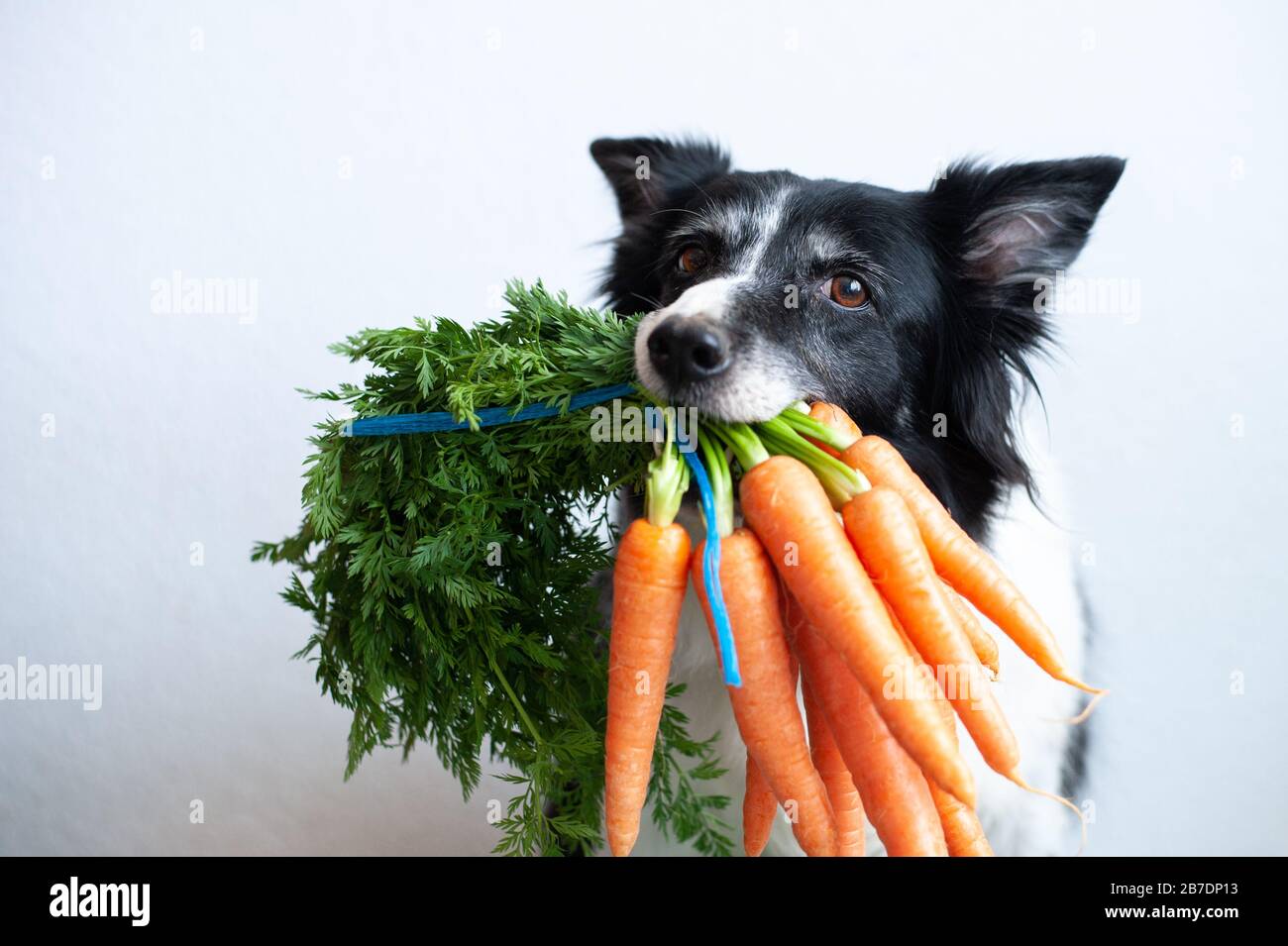 Chien avec bouquet de carottes dans la bouche. Jolie bordure noire et blanche collie avec légumes. Banque D'Images