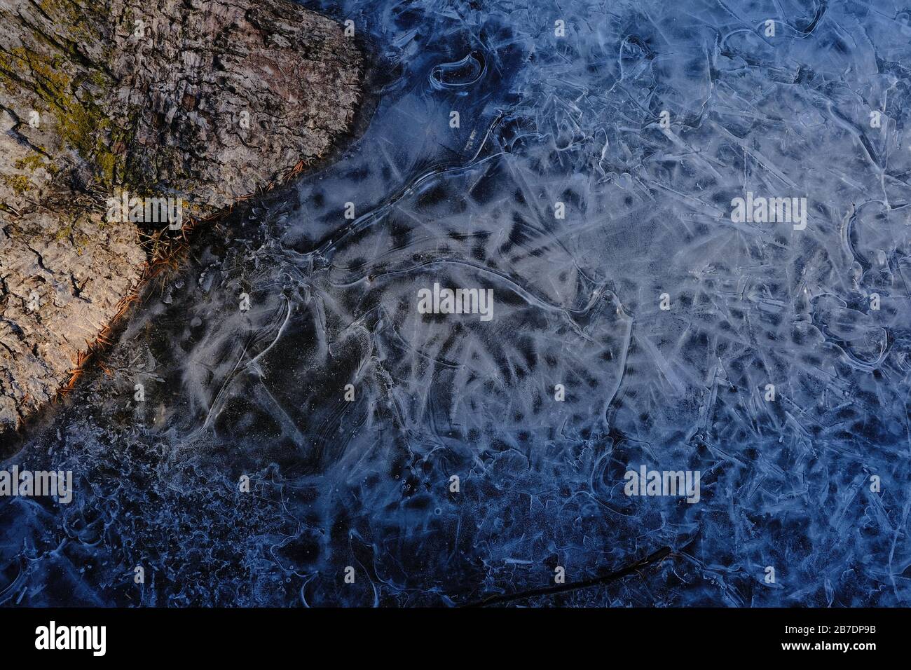 Motifs dans une flaque de glace gelée à la base d'un arbre dans le parc local. Ottawa (Ontario), Canada. Banque D'Images