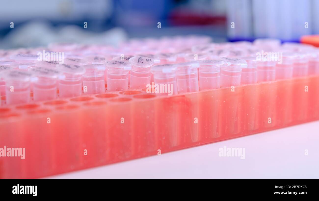 Portoir de laboratoire avec tubes en plastique pour l'étude d'ADN. Chargement de gel d'ADN. Concept de la science, du laboratoire et de l'étude des maladies. Banque D'Images