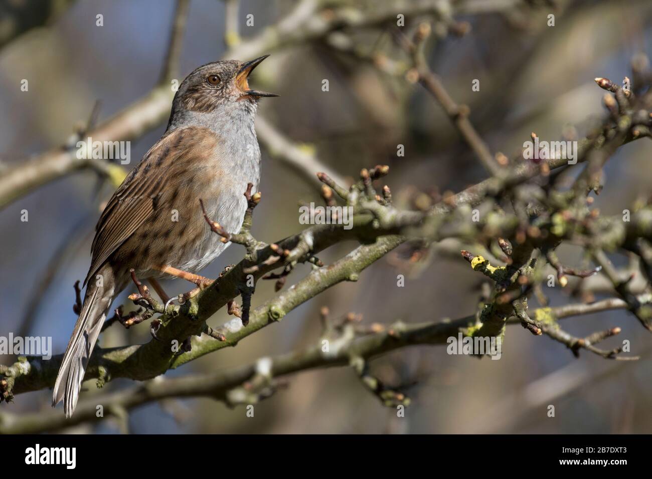 Dunnock en chanson complète Banque D'Images