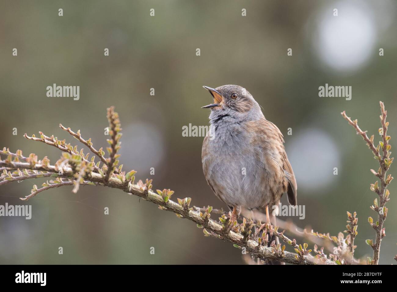 Dunnock en chanson complète Banque D'Images