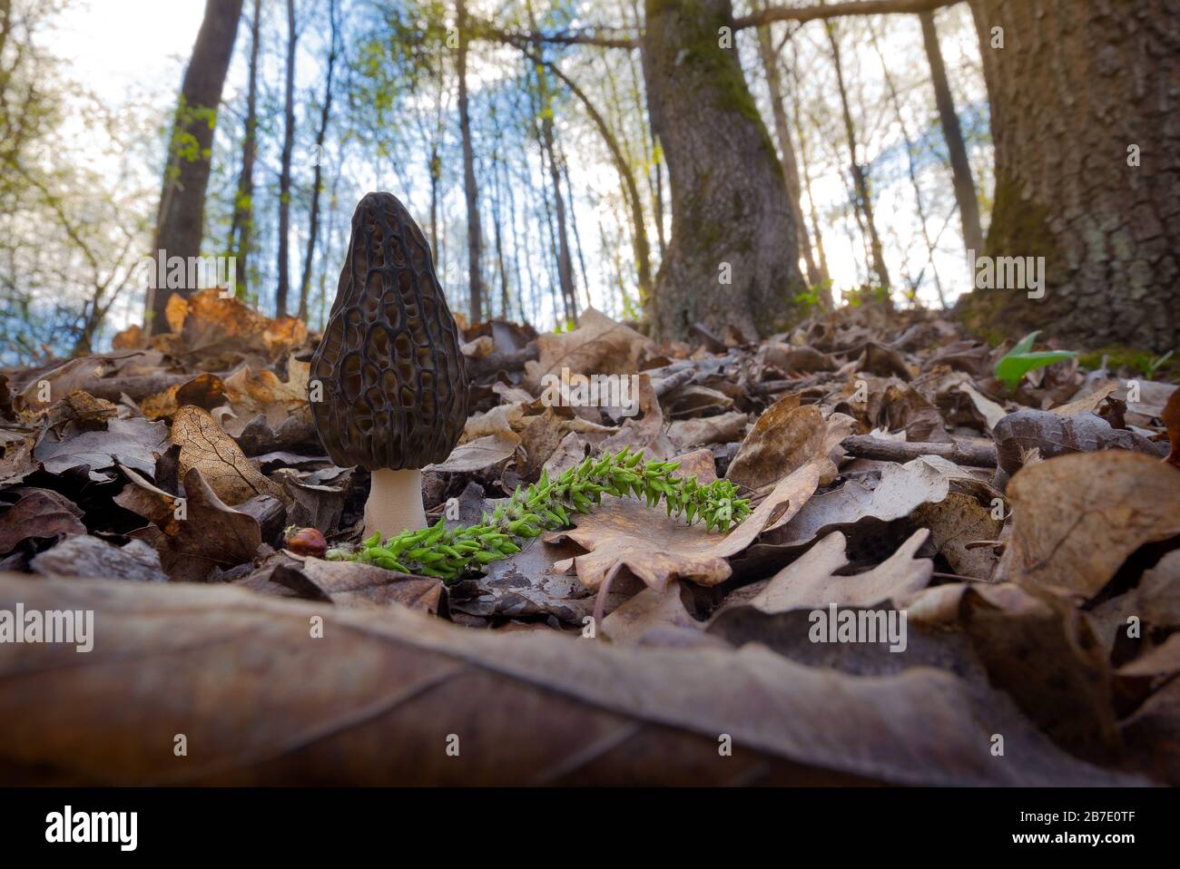 Champignons de printemps frais Morchella conica ou Morel noir Banque D'Images