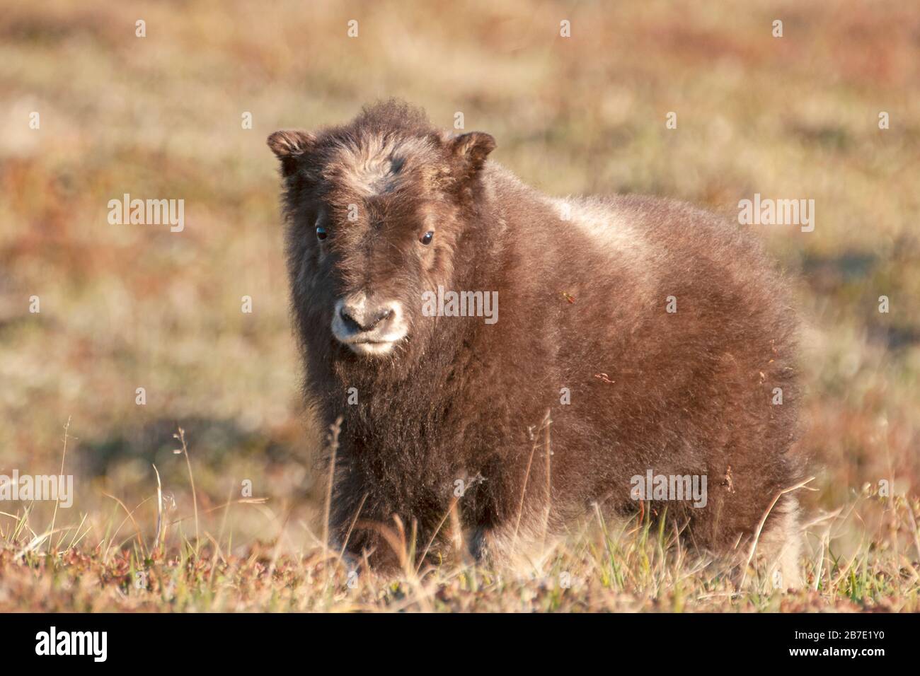 Amérique du Nord; États-Unis; Alaska; faune; Muskox; Ovibos moschatus; région de Nome Banque D'Images