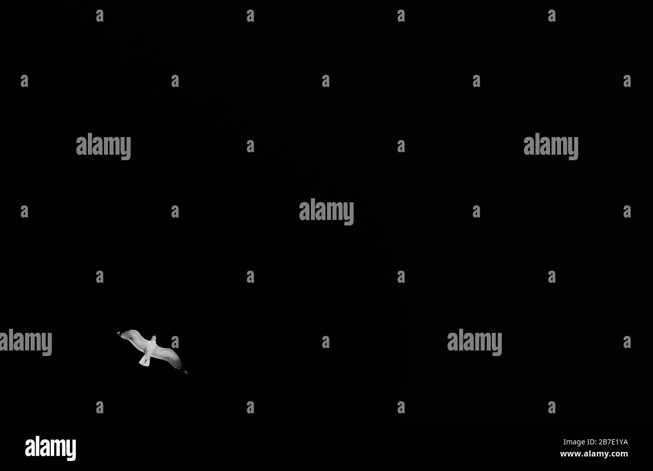 étalez vos ailes et envolez-vous, profitez de l'altitude et naviguez avec le vent, le mouette haut dans le ciel comme une approche minimaliste en monochrome Banque D'Images