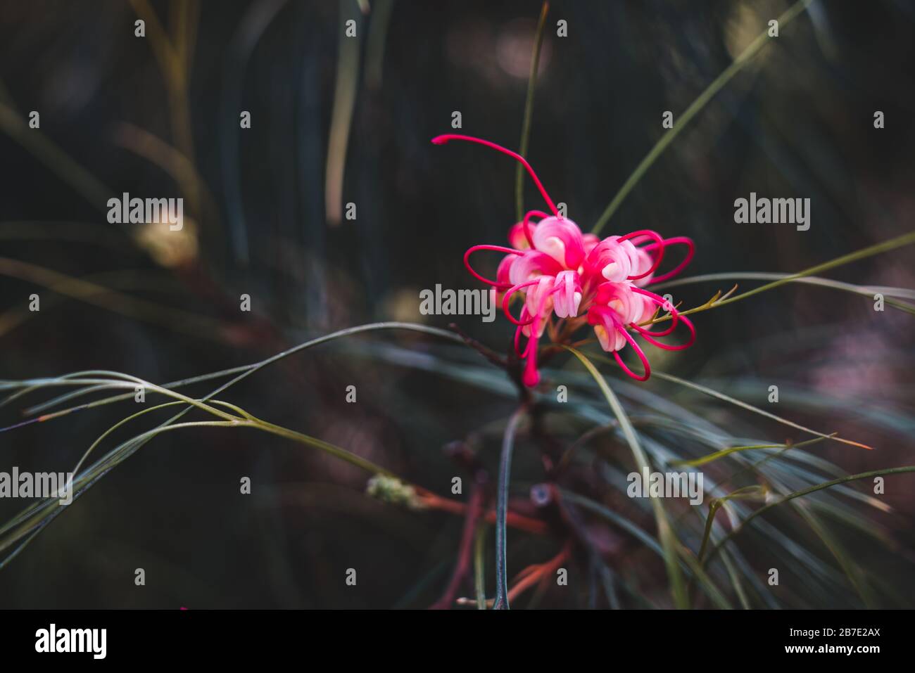 Fleurs fantastiques et exotiques d'Australie : Johnson's Grevillea (Grevillea johnsonii) Banque D'Images