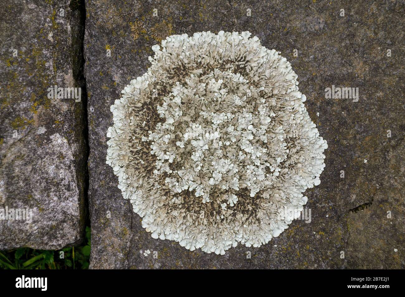 immense lichen rond cultivé sur une pierre au sol d'une maison Banque D'Images