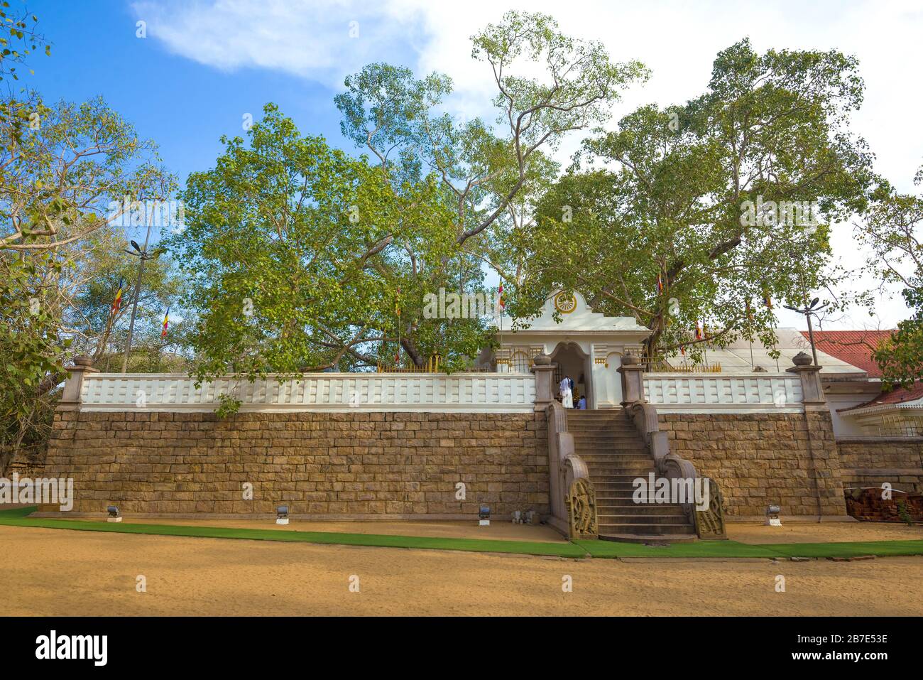 Arbre sacré de Bodhi par jour ensoleillé. Anuradhapura, Sri Lanka Banque D'Images