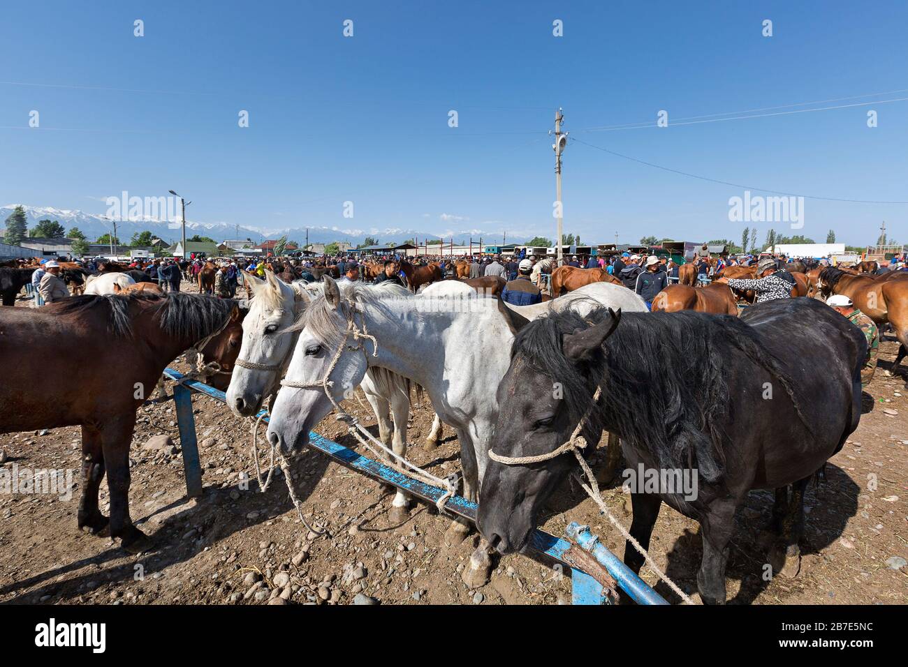 Chevaux à vendre sur le marché boursier en direct, à Tokmok, au Kirghizstan Banque D'Images