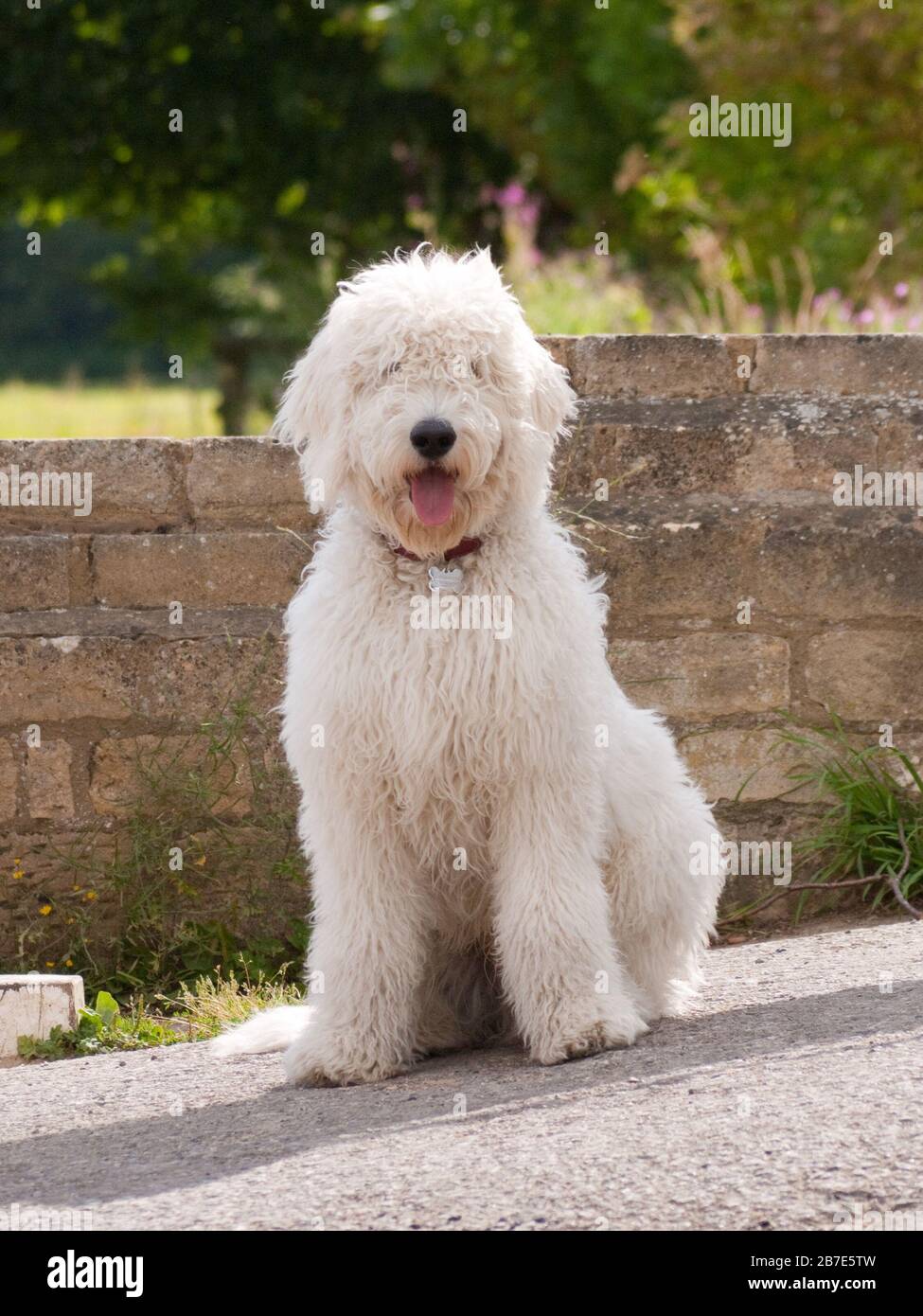 Grand chien de berger blanc de Shaggy Banque D'Images