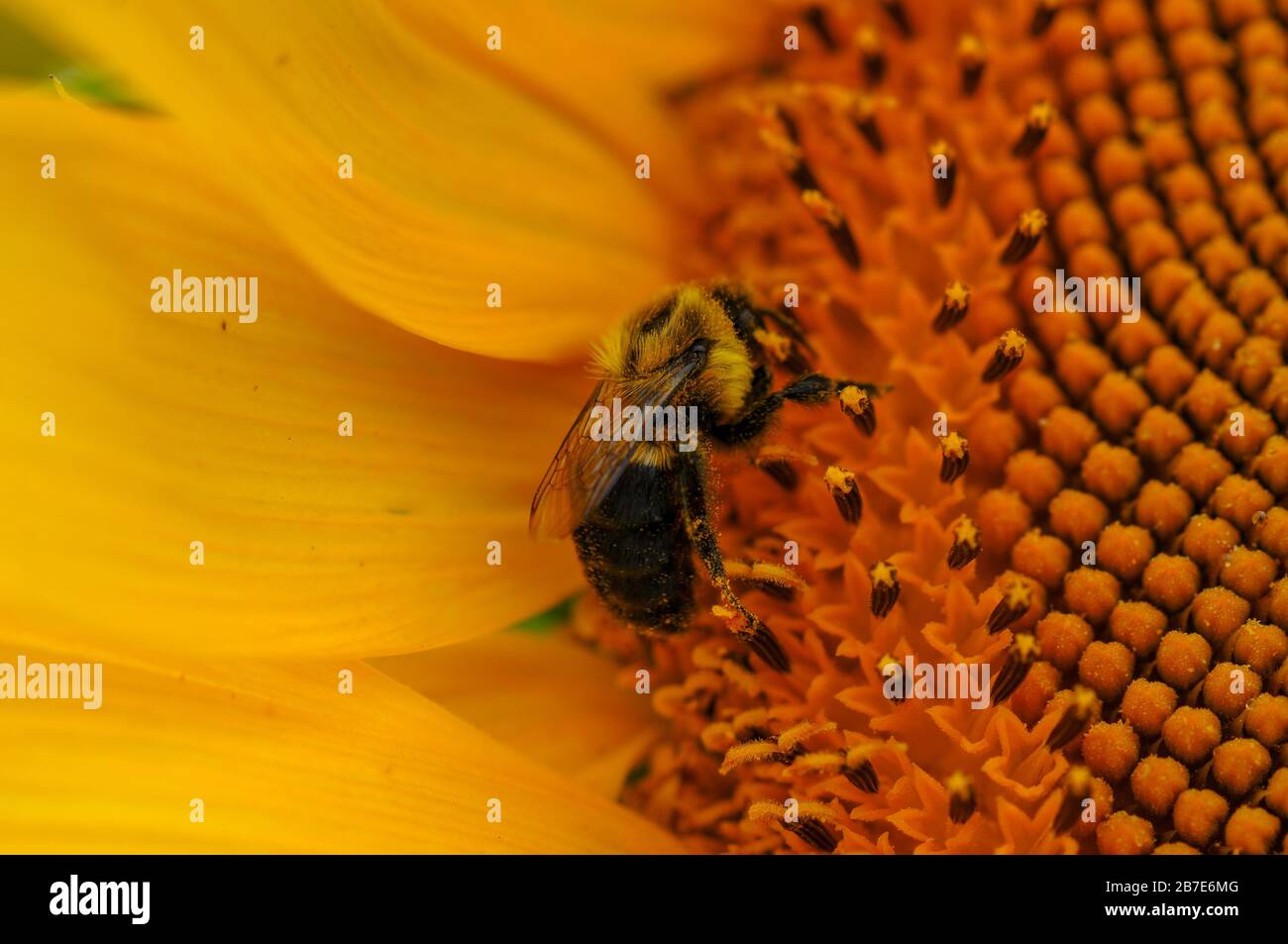 Tournesol en fleur avec une abeille recouverte de pollen. Banque D'Images