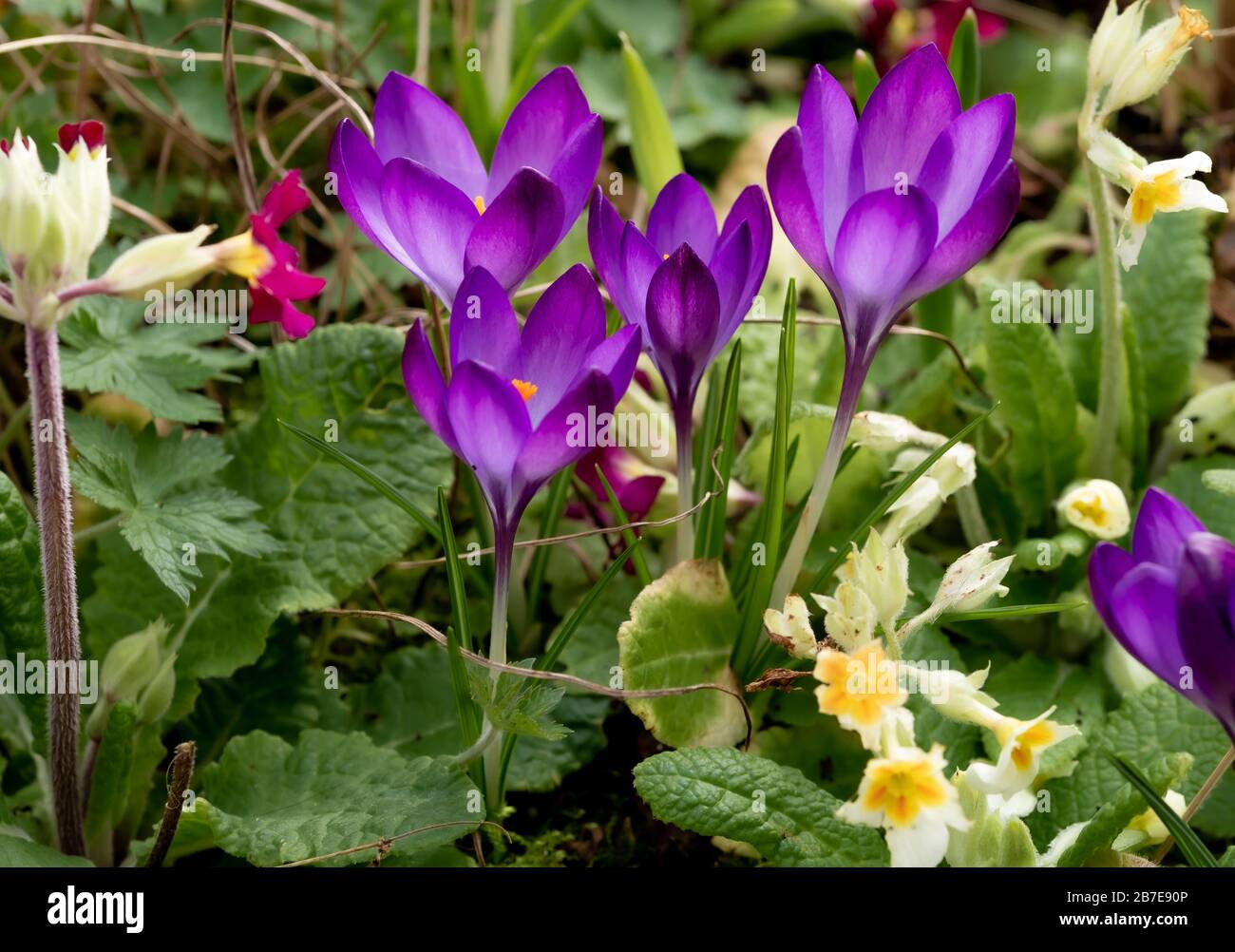 Crocus sativus, crocus fleurit au début du printemps Banque D'Images