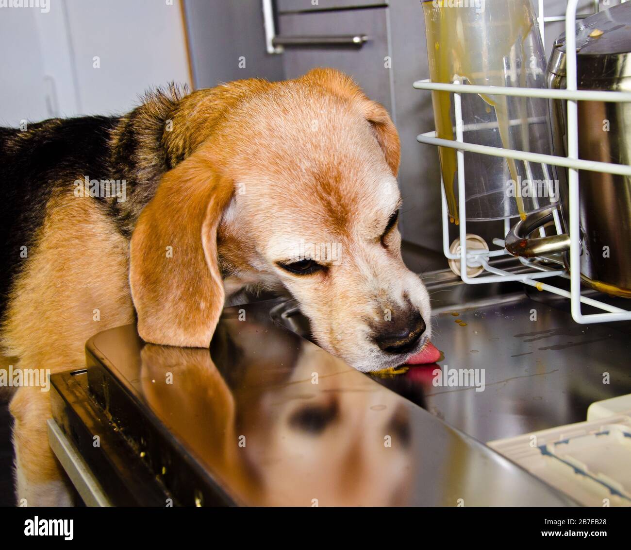 Un joli chien, un beagle régale les plats sales dans un lave-vaisselle Banque D'Images