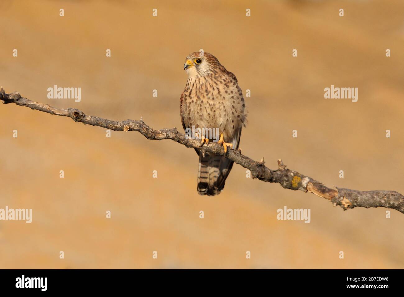 Femelle de petit kestrel. Falco naumanni Banque D'Images