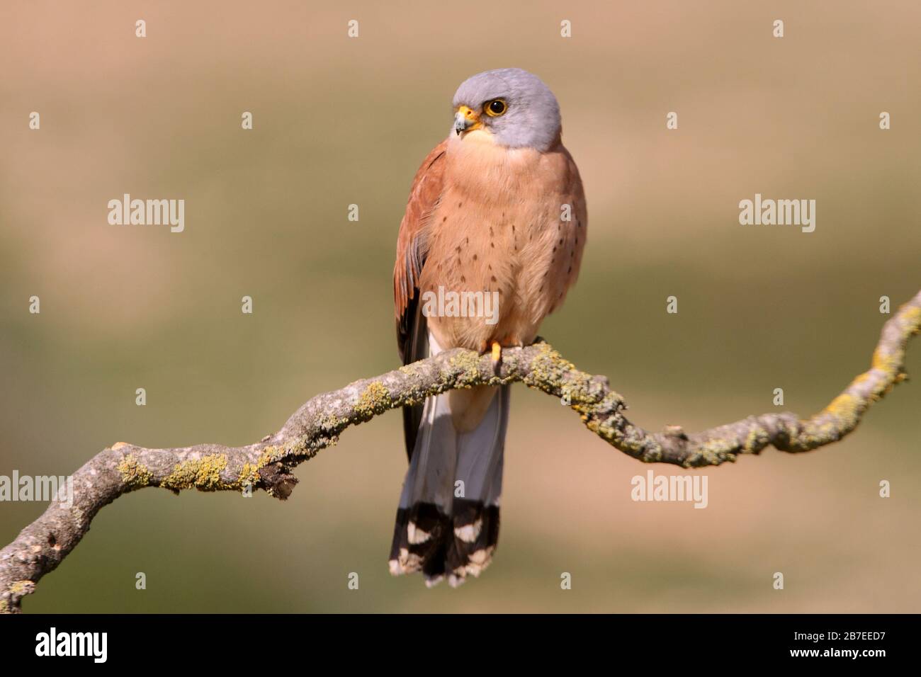 Mâle de Lesser kestrel, faucons, kestrel, oiseaux, Falco naumanni Banque D'Images