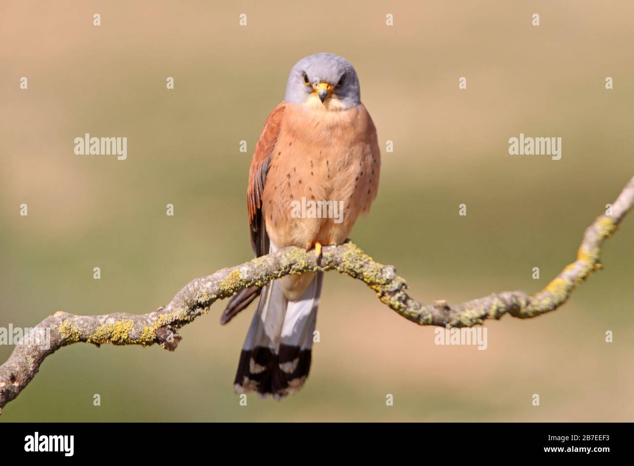 Mâle de Lesser kestrel, faucons, kestrel, oiseaux, Falco naumanni Banque D'Images