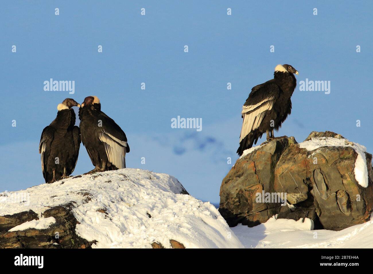 troupeau de condors perchés sur les andes en argentine Banque D'Images