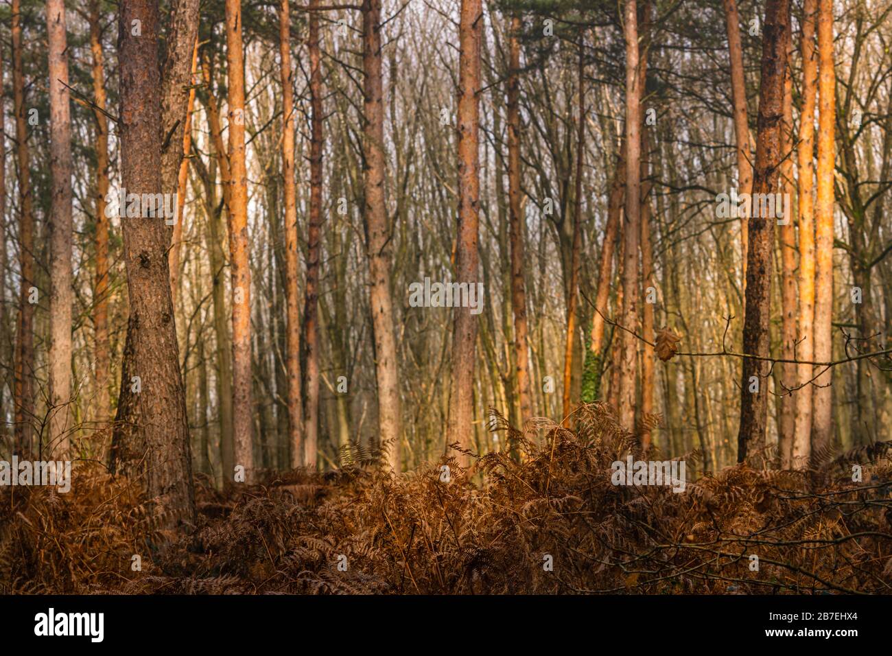 Des tiges de pins et des feuilles de fougères sautées de couleur rouge brun dans les bois de Schaagbagtal Allemagne, lors d'une journée hivernale ensoleillée. Banque D'Images