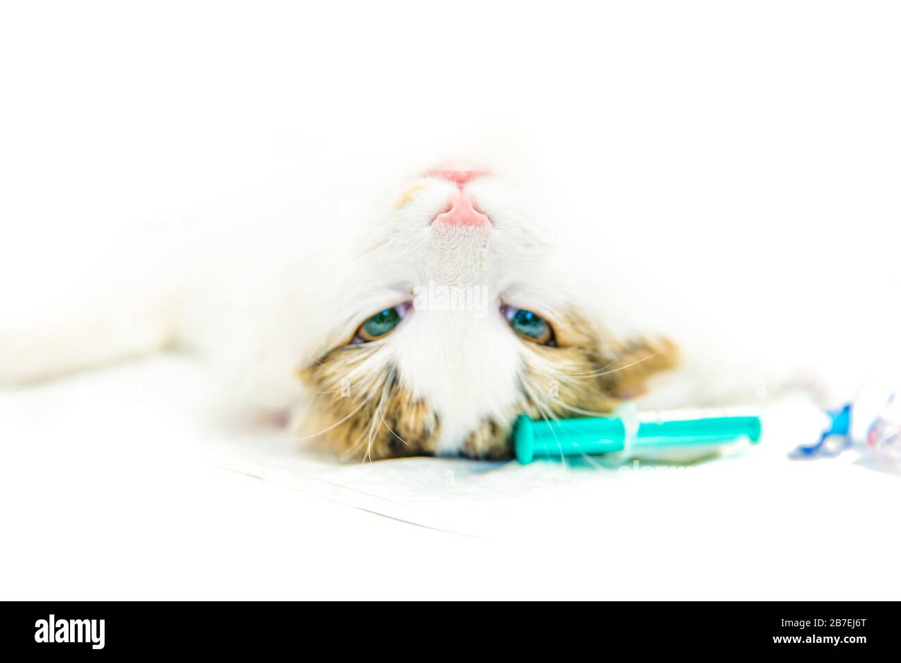 chat sur table chirurgicale pendant la castration dans la clinique vétérinaire. Flou Banque D'Images