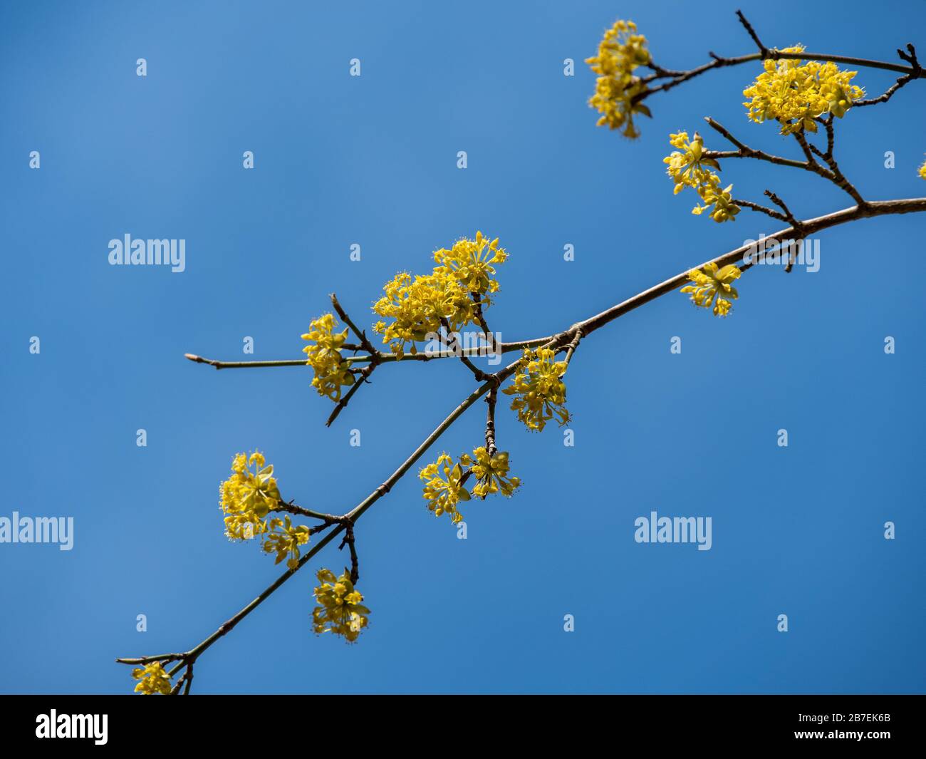 Gros plan sur les fleurs jaunes contre le ciel bleu Banque D'Images