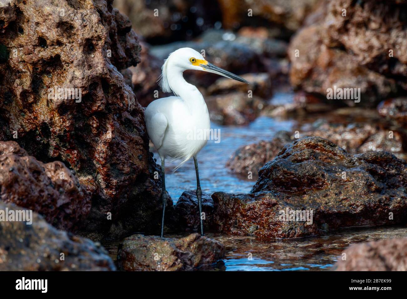 Snowy Egret (Egretta thula) chasse pour le poisson parmi les rochers sur le rivage de l'océan à Punta Mita, Nayarit, Mexique Banque D'Images