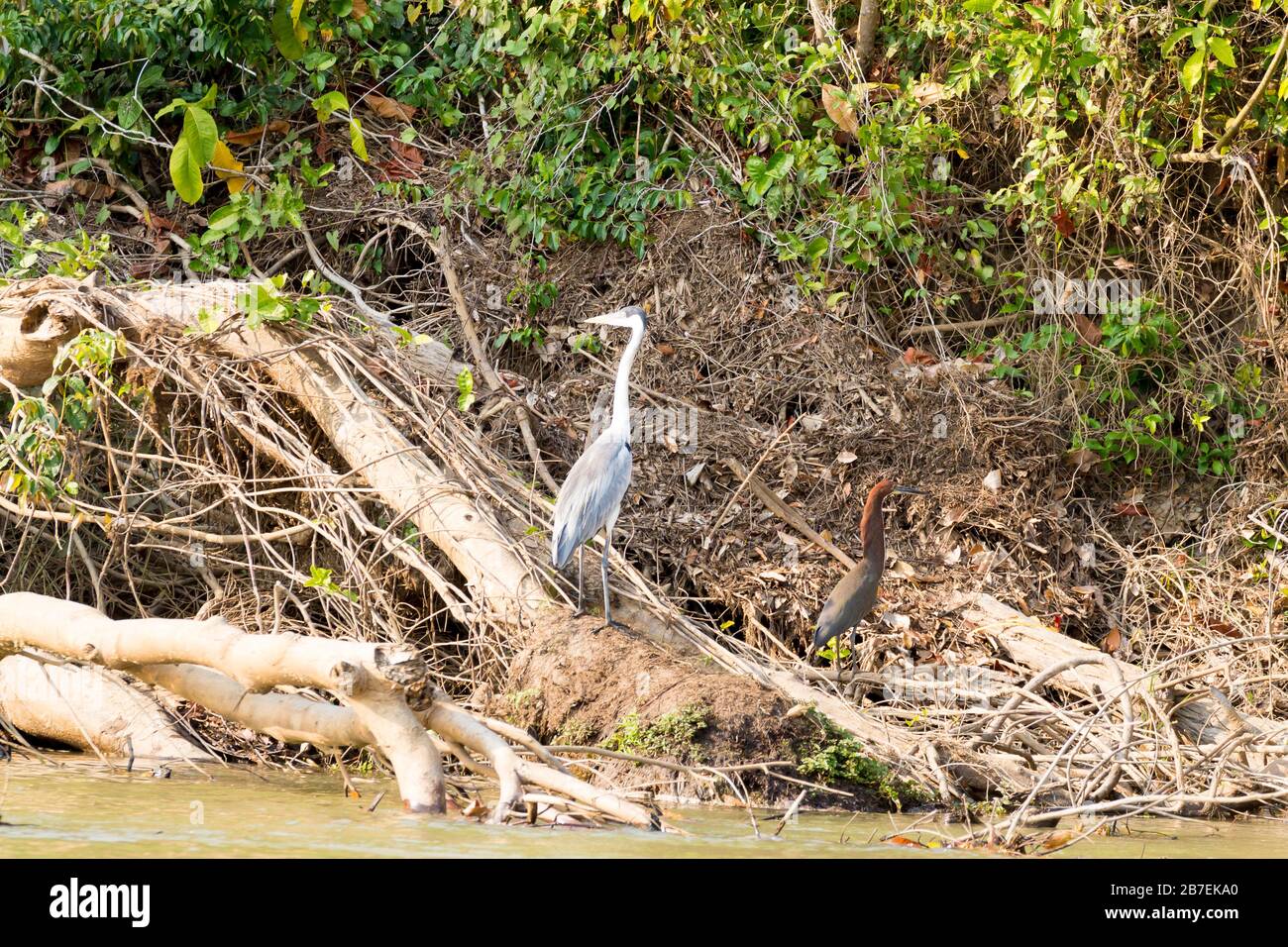 Héron gris de la zone humide de Pantanal, observation des oiseaux, Brésil. Faune brésilienne Banque D'Images