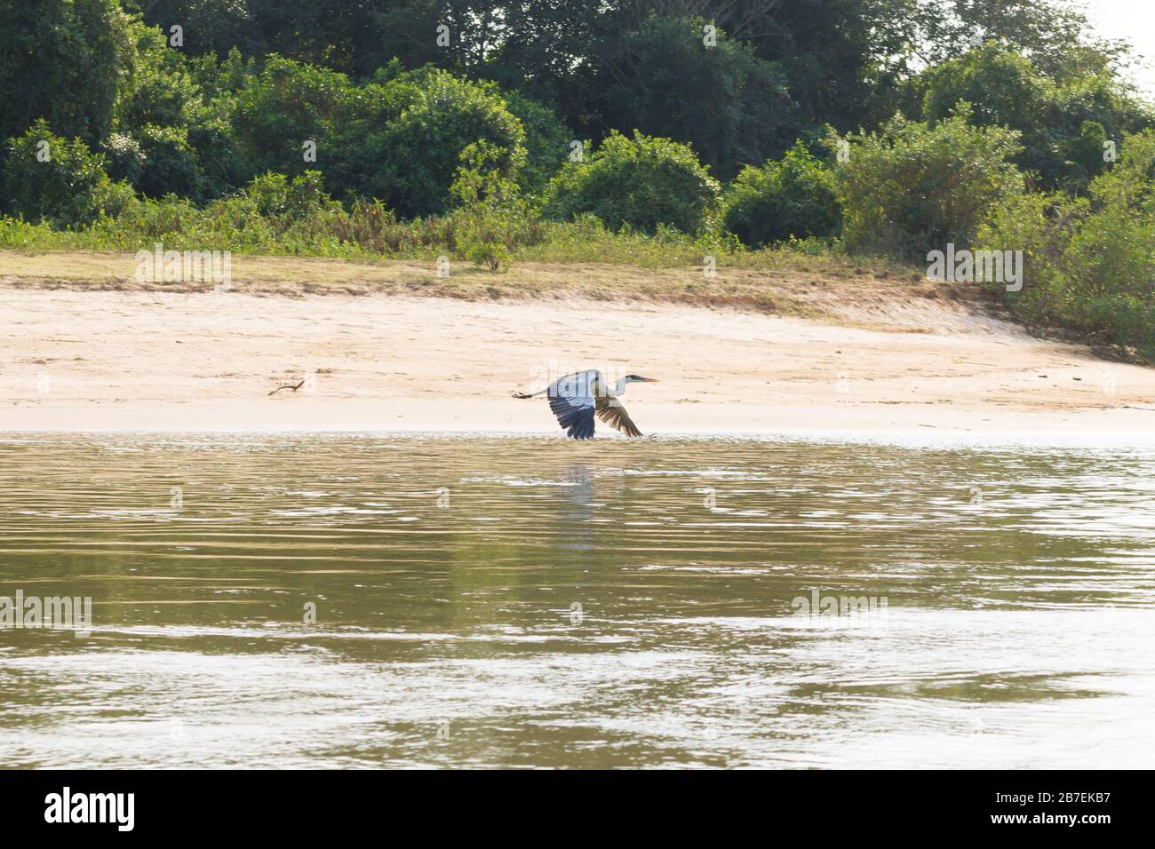 Un héron gris voler au-dessus de l'eau des milieux humides du Pantanal, au Brésil, de l'ornithologie. La faune du Brésil Banque D'Images