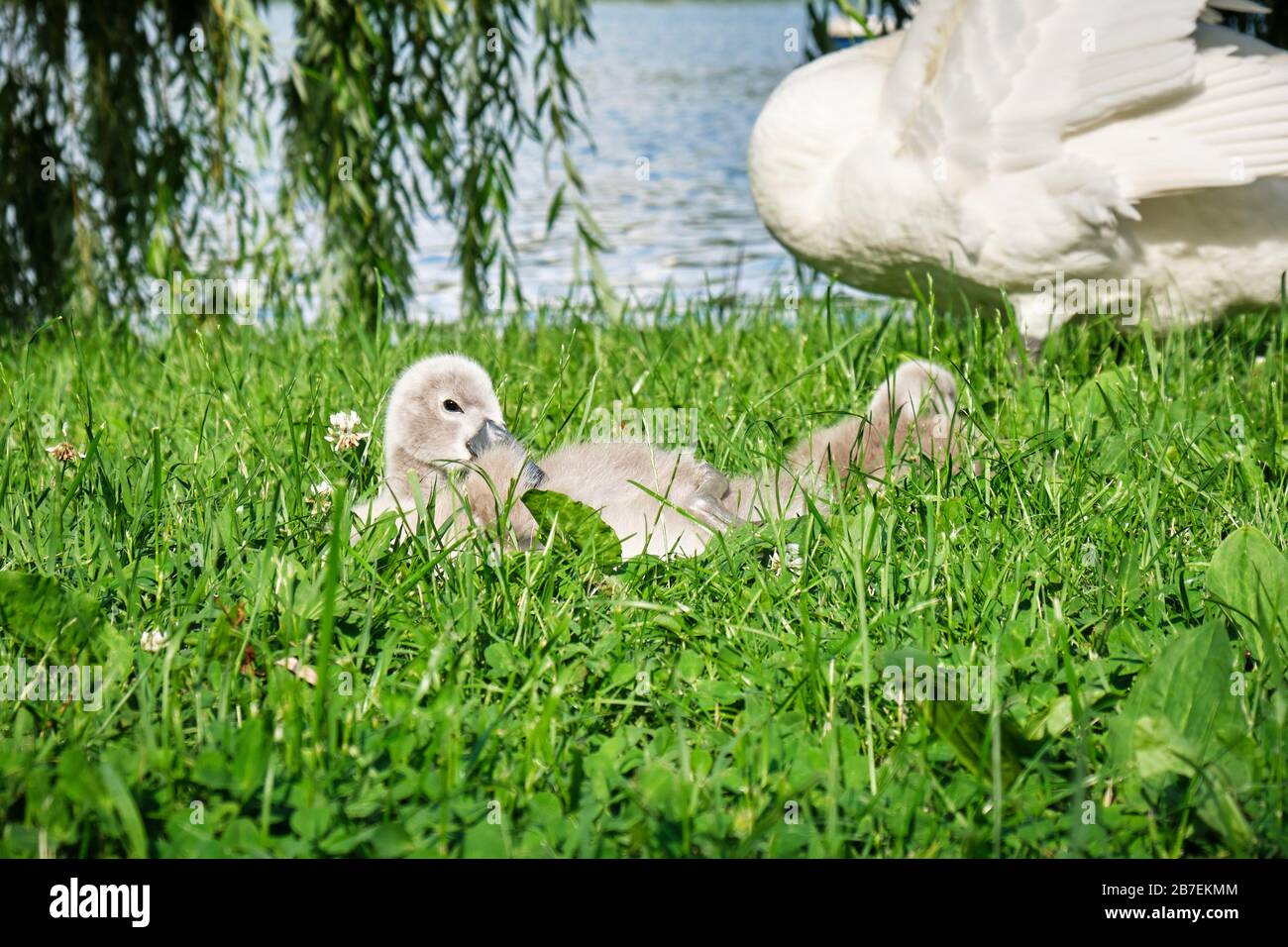 Cygnet (bébé cygne) soulève la tête de l'herbe où il est assis, près d'un lac. Gros plan. Banque D'Images