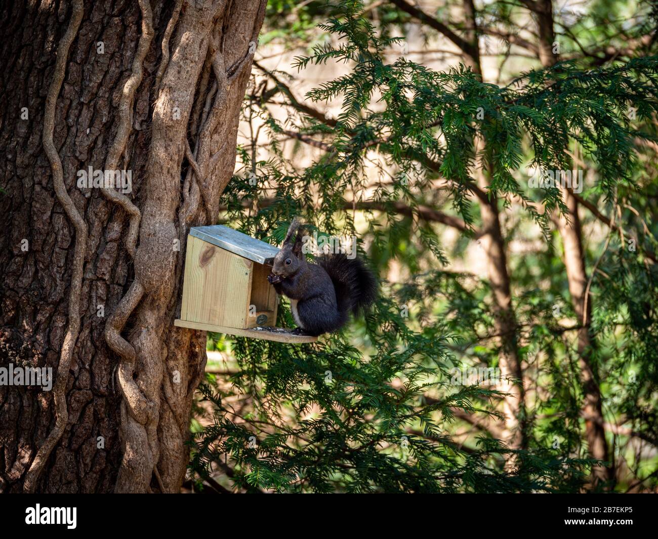 Joli petit écureuil gris foncé sur le lieu d'alimentation des oiseaux manger des graines Banque D'Images