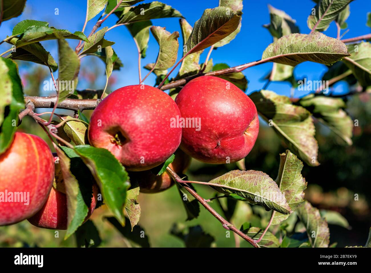 Branche d'arbre de verger d'Apple deux fruits rouges en grappe closeup dans le jardin automne automne campagne agricole en Virginie avec feuilles et fond de ciel Banque D'Images