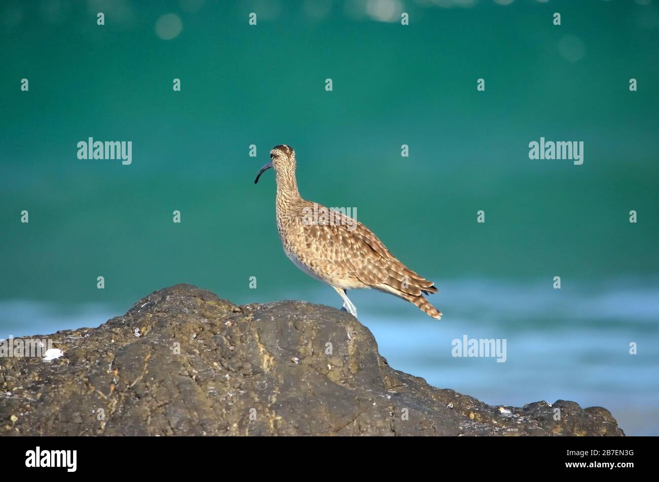 Numenius americanus (Zarapito) Chili Banque D'Images