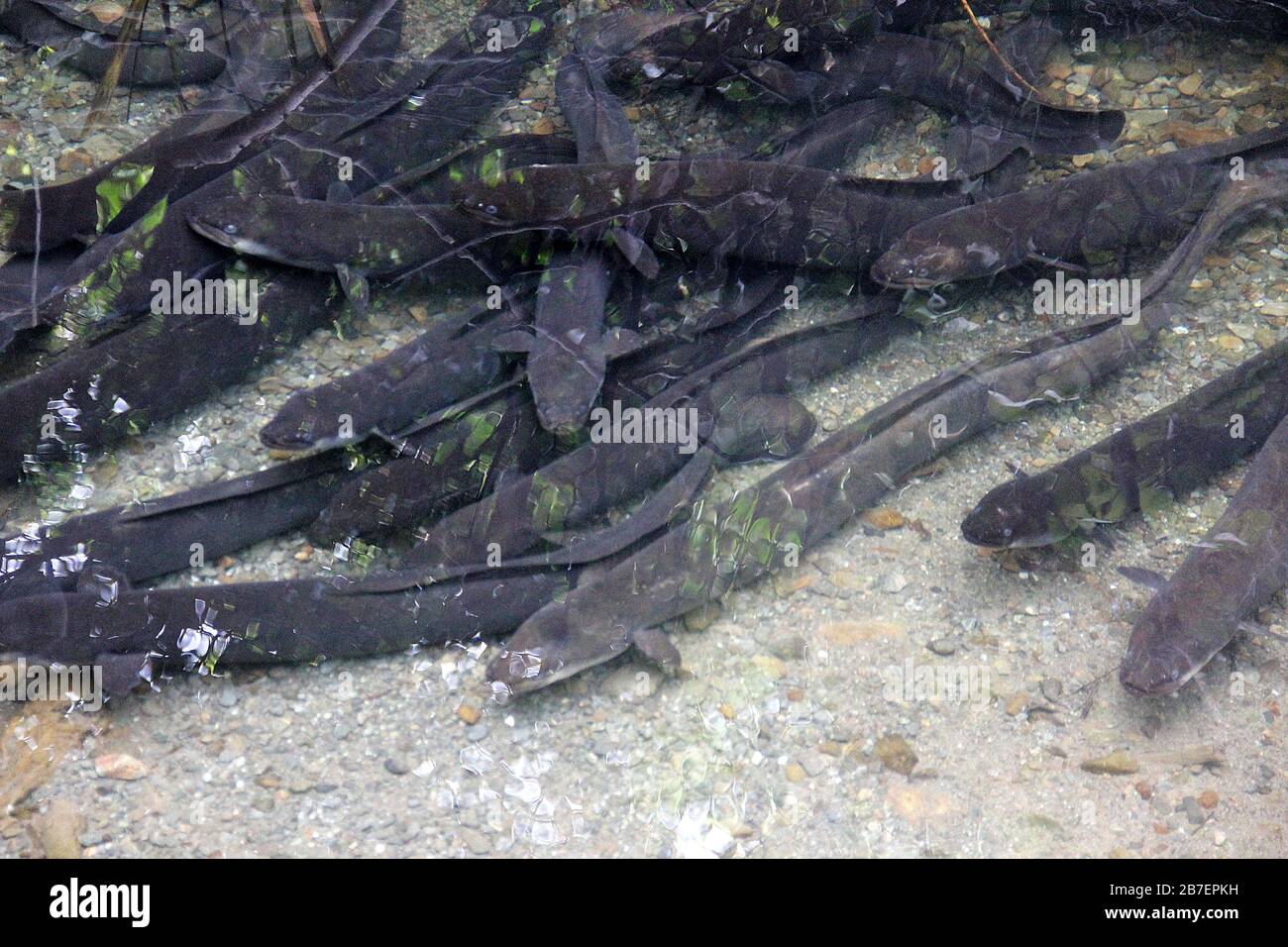 Anguille de longfinnedee d'eau douce (Anguilla dieffenbachii) Banque D'Images