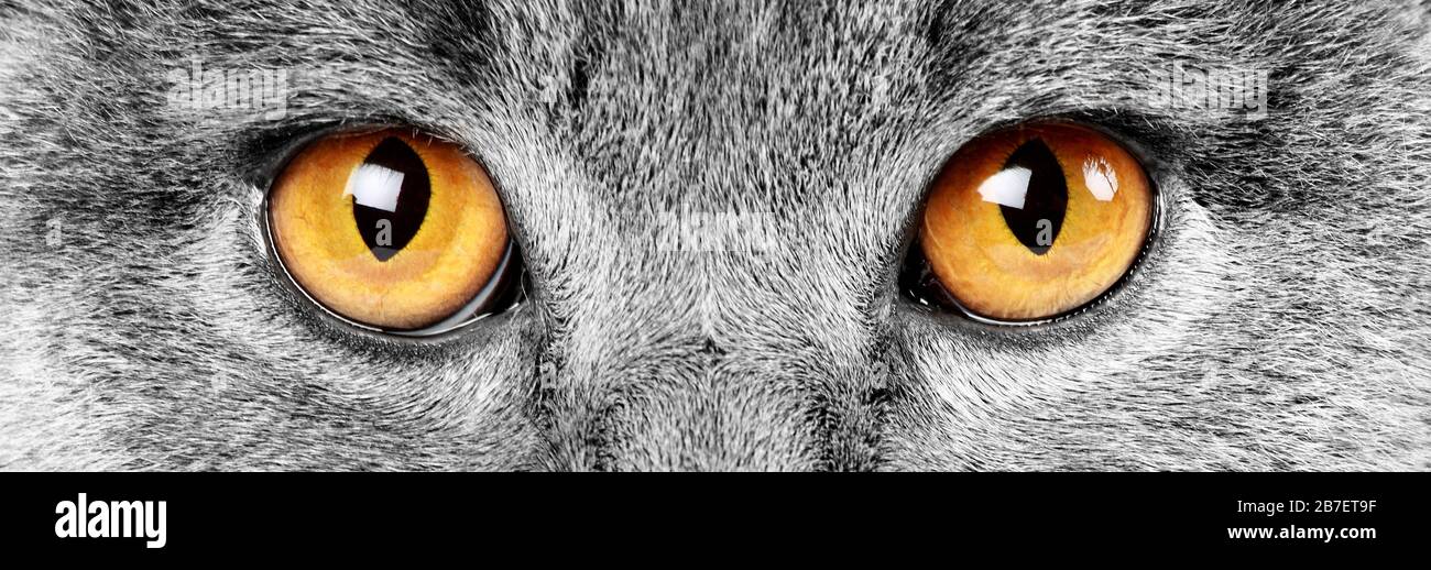 Chat Gris Aux Yeux Orange Photo Stock Alamy Chat Gris Aux Yeux Orange Photo Stock Alamy