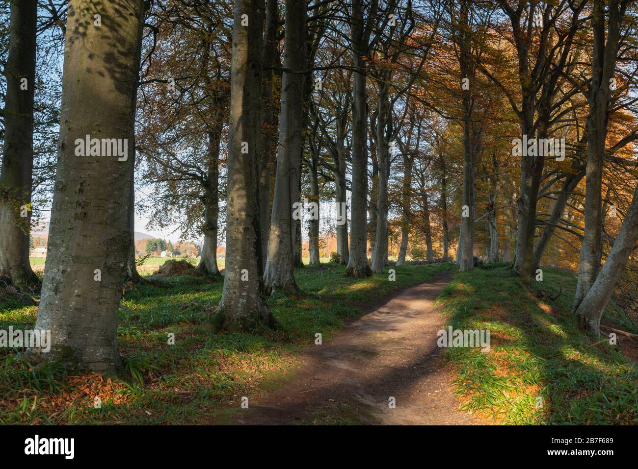 Un sentier à travers un bois de Beech (Fagus sylvatica) en automne près d'Edzell à Angus Banque D'Images