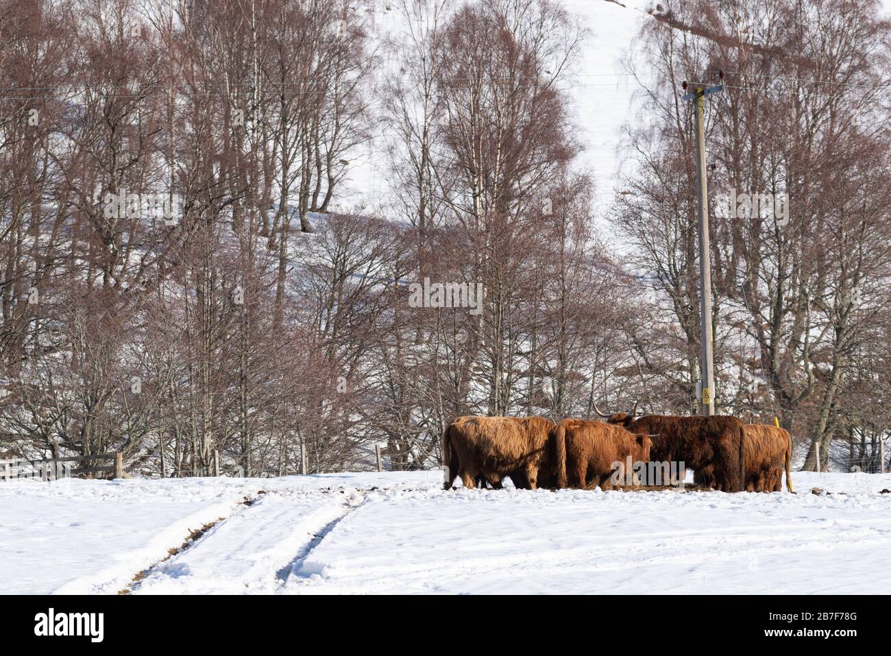 Un petit troupeau de Highland Cattle Group à poil long autour d'un Ring Feeder dans un paysage de neige dans Aberdeenshire Banque D'Images