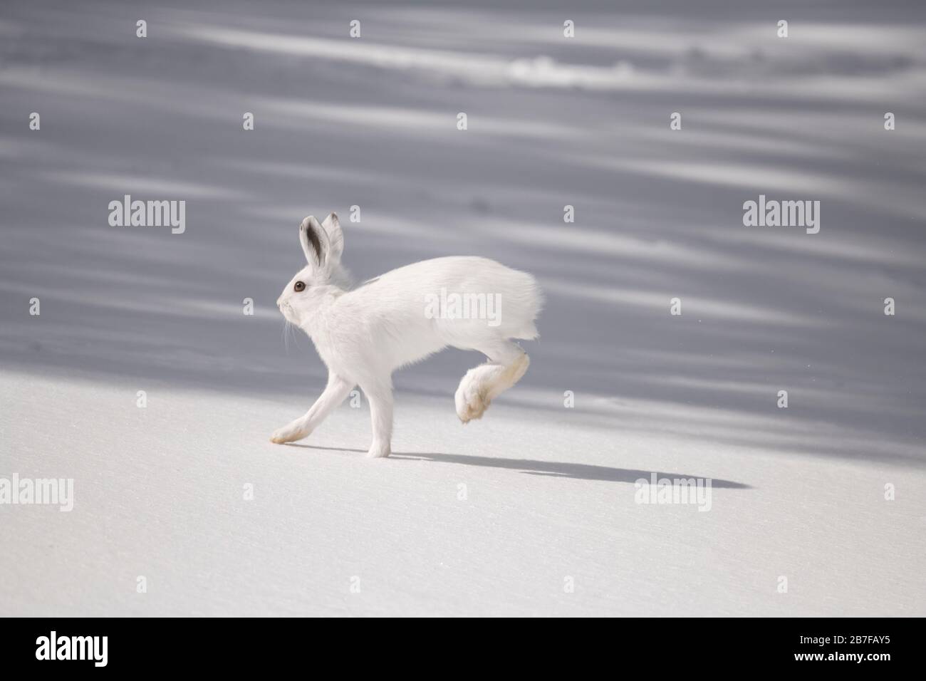 Lièvre d'Amérique qui longe la neige Banque D'Images