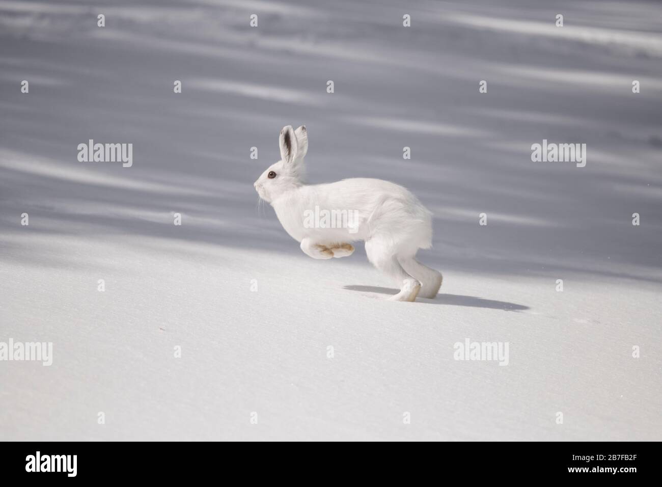 Lièvre d'Amérique qui longe la neige Banque D'Images