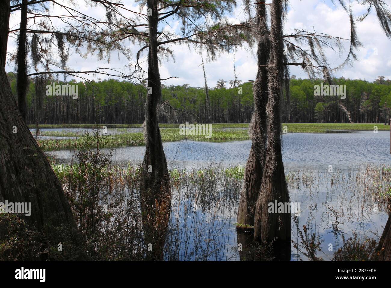 Bald Cypress Tress, Floride, États-Unis Par Dembinsky Photo Associates Banque D'Images