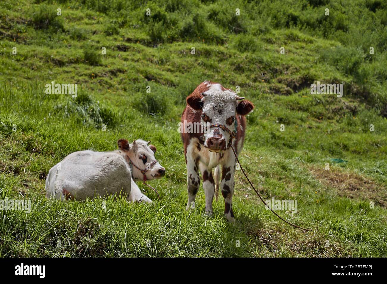 Vache dans un pâturage Banque D'Images